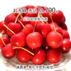 . превосходящий . превосходящий товар M 700g специальный культивирование вишня Yamagata префектура восток корень город производство . пестициды нет химия удобрение 6 месяц последняя декада ~7 месяц сверху . утро .. этот день отправка бесплатная доставка 