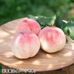  фрукты подарок Gifu производство человек тщательно отобранный специальный отбор ... . из ... сырой товар вид ( Showa белый персик * река средний остров белый персик *.. и т.п. ) сахар раз 13 раз и больше тщательно отобранный товар 1.5kg(4~6 шар входить ) несессер 