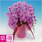 父の日早得 マルイ洋蘭開発センター中輪胡蝶蘭3本立ち「リリーローズ」（ＳＵＳＴＥＥ付）|