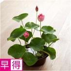 父の日早得 日比谷花壇茶碗蓮