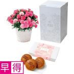 母の日早得 ホシファームカーネーション＆徳島なると金時のどら焼き