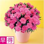 母の日早得 タカハシプランテーションカーネーション「ピーチキャンドル」（ＳＵＳＴＥＥ付）