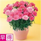 母の日早得 矢祭園芸カーネーション「ひなあられ」（ＳＵＳＴＥＥ付）