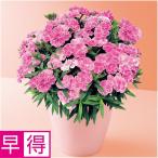母の日早得 タカハシプランテーションカーネーション「スイーツ・ライラック」（ＳＵＳＴＥＥ付）
