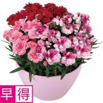 母の日早得 浅野園芸カーネーション3色寄せ植え（ＳＵＳＴＥＥ付）