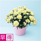 母の日早得 タカハシプランテーションカーネーション「ルミナリア」（ＳＵＳＴＥＥ付）