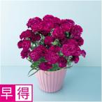 母の日早得 矢祭園芸カーネーション「ムジカ」（ＳＵＳＴＥＥ付）