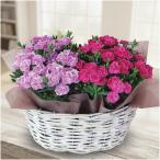 母の日 日比谷花壇カーネーション「スイーツ」2鉢バスケット（ＳＵＳＴＥＥ付）