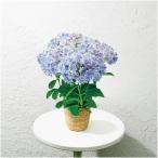 母の日 島根アジサイ研究会あじさい「万華鏡」（ＳＵＳＴＥＥ付）