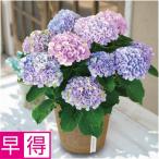 母の日早得 日比谷花壇あじさい「マジカルレボリューション」（ＳＵＳＴＥＥ付）