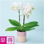 母の日早得 椎名洋ラン園ミディ胡蝶蘭「小