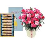 母の日 カーネーション（さくらもなか）とＯＩＭＯ　ＭＥＲＣＩ　ラングドロール