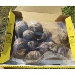 Yahoo! Yahoo!ショッピング(ヤフー ショッピング)海老芋　500g