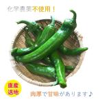 万願寺とうがらし(青) 500g