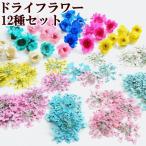 ショッピングドライフラワー ドライフラワー レース ＆ スターフラワー アソートセット ■ レジン レジン液 mymama myr 押し花 ピアス イヤリング ジェル ネイル ネックレス デコ ■