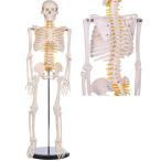 人体骨格模型 全身骨格模型 直立 教材 医学 高精度 1/2 モデル 85cm 脊髄神経根 椎骨動脈スタンド付き 医学 教材 整骨院