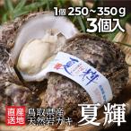 牡蠣 ブランドラベル付 夏輝 1個250g~350g 3個入 産地直送 かき カキ 旬 鳥取 ギフト 殻付き 生食用 鳥取県産 岩牡蠣 岩ガキ 岩がき