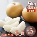 梨 秋月 自宅用 5kg 10~16玉入 鳥取県産 あきづき 訳あり 送料無料(北海道・沖縄を除く)