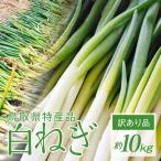  лук порей белый лук-батун 10kg есть перевод местного производства Tottori для бизнеса большая вместимость специальный продукт выгода . длина лук порей свежий . бесплатная доставка ( Hokkaido * Okinawa за исключением )