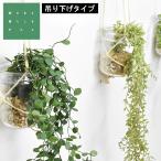 (在庫限り)( エクリア 消臭アーティフィシャルグリーン ハンギングタイプ ) キシマ kishima CT触媒 緑 観葉植物 空気 清浄 壁掛け 癒し 多肉植物 人工 造花