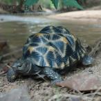 (ポイント10倍)( ホシガメ 小 WOOBIA ) �