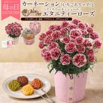 母の日 2026 ギフト カーネーション いちごホイップ パティスリー モンシェール フィナンシェ セット 花とスイーツ 花鉢 5/6〜10お届け