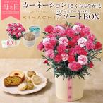 母の日 ギフト 2026 カーネーション さくらもなか 鉢植え 焼き菓子詰め合わせ セット 花鉢 花とスイーツ プレゼント キハチ お菓子 5/6〜10お届け