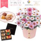 ショッピング母の日 母の日 花 ギフト 花とスイーツ カーネーション ホテルオークラ 焼き菓子詰め合わせ 鉢植え 花鉢 2024 母の日のプレゼント 5/8〜5/12お届け