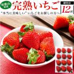  клубника .... фрукты .. для 1 коробка превосходящий товар и больше высококлассный клубника .... Wakayama префектура производство бренд . подарок фрукты коробка прямая поставка от производителя бесплатная доставка . покупка 