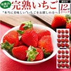  клубника ....2 коробка комплект фрукты высококлассный клубника ... крупный высококлассный Wakayama префектура производство бренд ... сельское хозяйство дом прямая поставка фрукты подарок подарок .. для . покупка 