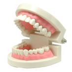 歯列模型 歯形模型 歯磨き指導模型 