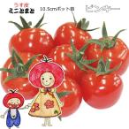  реальный сырой мини помидоры Pinky 10.5cm pot рассада 
