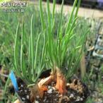  большой шар ......9cm pot рассада 