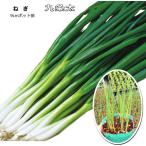  лук порей 9 статья futoshi 9cm pot рассада лук-батун 