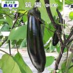  контактный . дерево баклажан .... для 10.5cm pot рассада ..