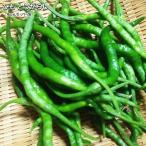 . красный острый перец шнурок перец стручковый 9cm pot рассада tougalasi