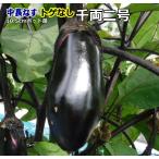 реальный сырой баклажан .. нет тысяч обе номер 2 10.5cm pot рассада ..