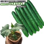  реальный сырой огурец [ VR лето ...]9cm pot рассада |..