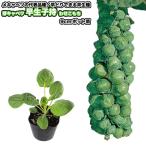 . капуста [. сырой ..]... моти 9cm pot рассада 