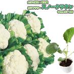 カリフラワースノークラウン9cmポット苗
