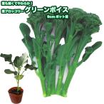  стебель брокколи зеленый voice 9cm pot рассада 
