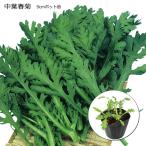 shungik средний лист весна .9cm pot рассада 