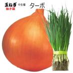  лук репчатый турбо [ средний сырой ] вытащенный рассада 50шт.@tama лук-батун 