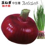  красный лук репчатый свежий красный [ средний сырой ] вытащенный рассада 30шт.@ красный tama лук-батун 