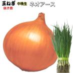  лук репчатый Neo earth [ средний . сырой вид ] вытащенный рассада 50шт.@tama лук-батун 