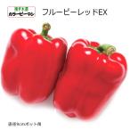 контактный . дерево цвет зеленый перец полный -pi- красный EX 9cm pot рассада 