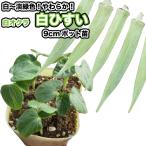  белый абельмош [ белый ...]9cm pot рассада 