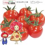 контактный . дерево мини помидоры Pinky 10.5cm pot рассада 