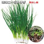 . лампочка 2 10 день ...... pot рассада 