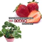  клубника [.....]10.5cm pot рассада | клубника 